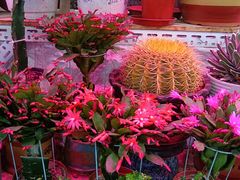 -花鸟鱼虫鲜花绿植市场(玉泉路店)