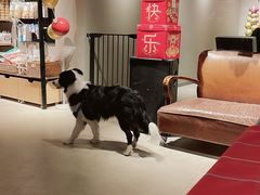 -百好乐宠物友好餐厅(朝外大街店)