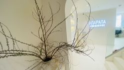 -安那般那皮肤年轻化ANAPANA