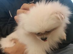 -共舞时光猫咖·狗咖(新街口店)