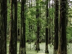 -艾溪湖湿地公园