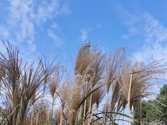 -青枫公园