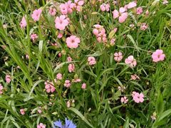 -武汉紫薇都市田园