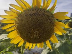 -光明小镇欢乐田园