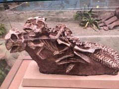 -陕西自然博物馆