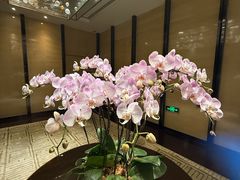 -行者书屋大堂吧 ·下午茶(南京圣和府邸酒店)