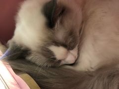 -猫小院猫主题餐厅(三里屯店)