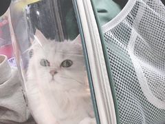 -佳怡动物医院·平价24小时·猫专科骨外科