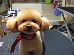 -Oh My Dog宠物沙龙(伊珊娜皮毛护理店)