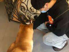 -喜柴咖啡·柴犬狗咖