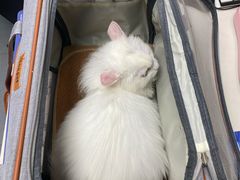 -芭比堂动物医院·心脏专科·夜诊·吉雅分院