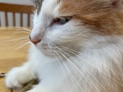 -是阿柴呀！柴犬咖啡·爱喵喵猫咖