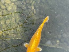 -九尺赵老四鲜鹅肠火锅