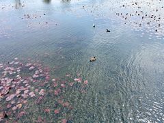 -洱海月湿地公园
