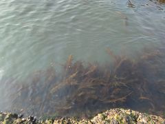 -石槽海滨浴场