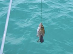 -小猫钓鱼海钓俱乐部(椰梦长廊店)