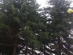 -马浜花园