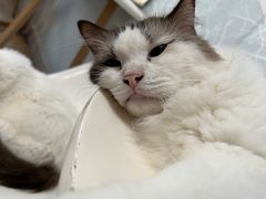 -泰国佛·塔罗·泰牌狐仙古曼