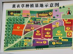 -曲江薰衣草庄园