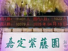 -嘉定紫藤园