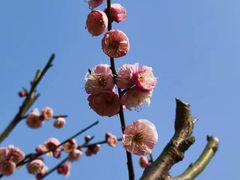 -新虹桥中心花园