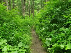 -玉泉威虎山森林公园