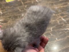 -宠爱国际动物医院·疑难骨科·心肾内科·皮肤科(太阳宫店)