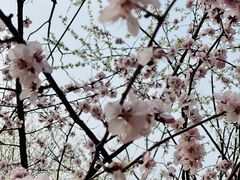 -桃花堤公园