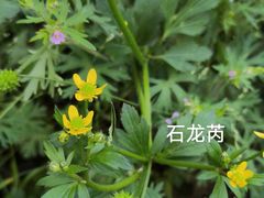 -洋湖国家湿地公园