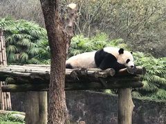 -都江堰中华大熊猫苑