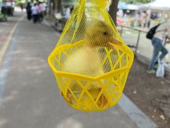 -苏州太湖西山岛开心农场