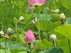 -西青郊野公园