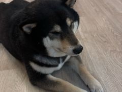 -柴迷FANS CLUB·柴犬狗咖·猫咖
