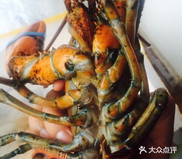 跟我一起学做菜～清蒸波士顿大龙虾🦞