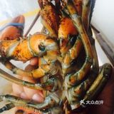 跟我一起学做菜～清蒸波士顿大龙虾🦞