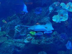 -迪拜水族馆及水下动物园