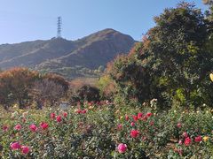 -密云玫瑰情园