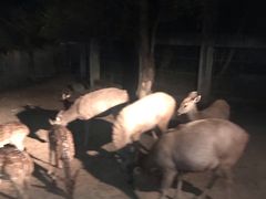 -清迈夜间动物园