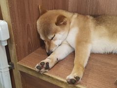 -柯斗斗主题餐厅·狗咖·围炉煮茶·茶饮(国瑞升平里店)