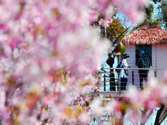 -福建鲤鱼洲酒店