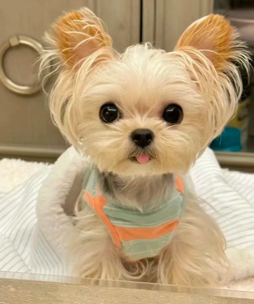 西安靠谱小型犬犬舍推荐