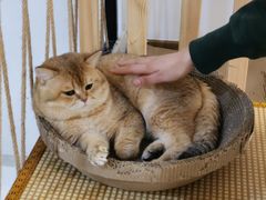 -柴迷FANS CLUB·柴犬狗咖·猫咖