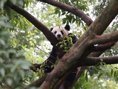 -成都大熊猫繁育研究基地