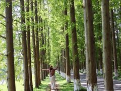 -黄海国家森林公园