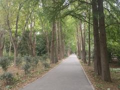 -上海滨江森林公园