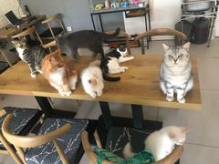 -平行世界·猫咖(首经贸店)