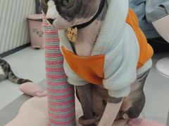 -糯米喵星人·撸猫猫舍咖啡馆(西市场嘉华店)