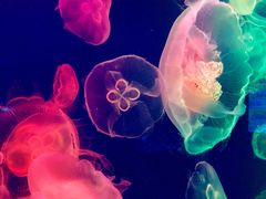 -成都浩海立方海洋公园