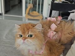 -纳吉亚猫专科动物诊疗中心(蒋宅口分院)