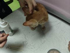 -格蕾宠物医院24H·猫科·肿瘤科·骨科中心(福州总院)